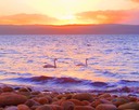 Swans at sunrise